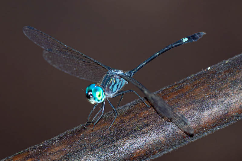 Micrathyria dictynna (Even-striped Dasher) male.jpg